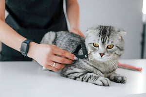 Simple Grooming Habits Keep Pets Looking Fresh