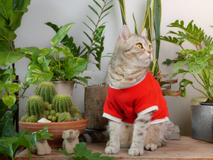 Stylish Pet Clothes For Comfort Through Seasons