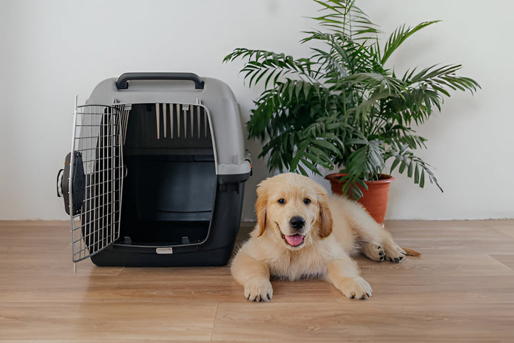 Comfortable Pet Carriers For Pet Adventures